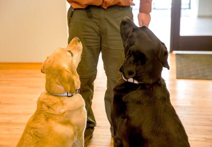 Services-LocalSEO-692-479-1 office dogs Avy & Sydney at Big Storm office in Bozeman, MT